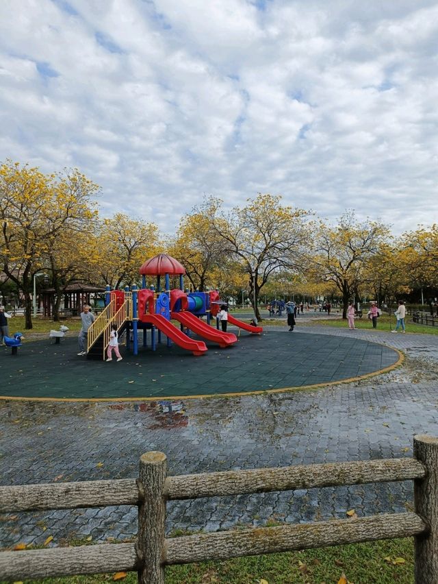金黃花海迎春光，廍子公園黃花風鈴木花季盛宴。