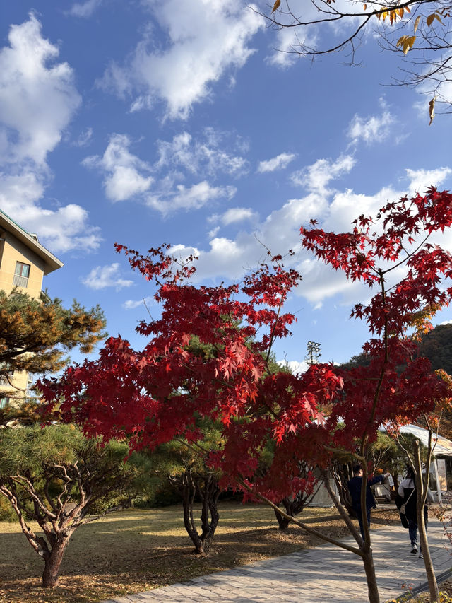 🍁 단풍이 내려앉은 숲, 가을의 화담숲 🌳✨ 