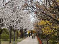 “Spring in Seoul: Yeouido’s Cherry Blossom Symphony”