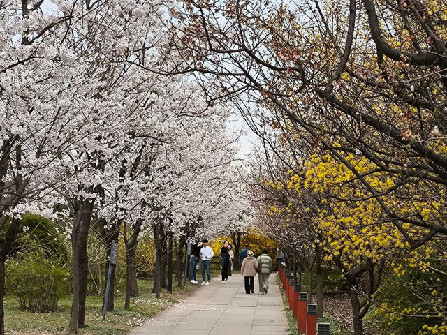 “Spring in Seoul: Yeouido’s Cherry Blossom Symphony”