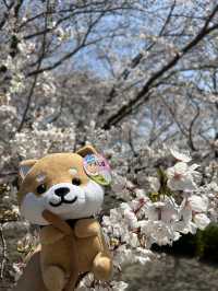 小豆島橄欖公園｜坐上魔法掃把吧🧹
