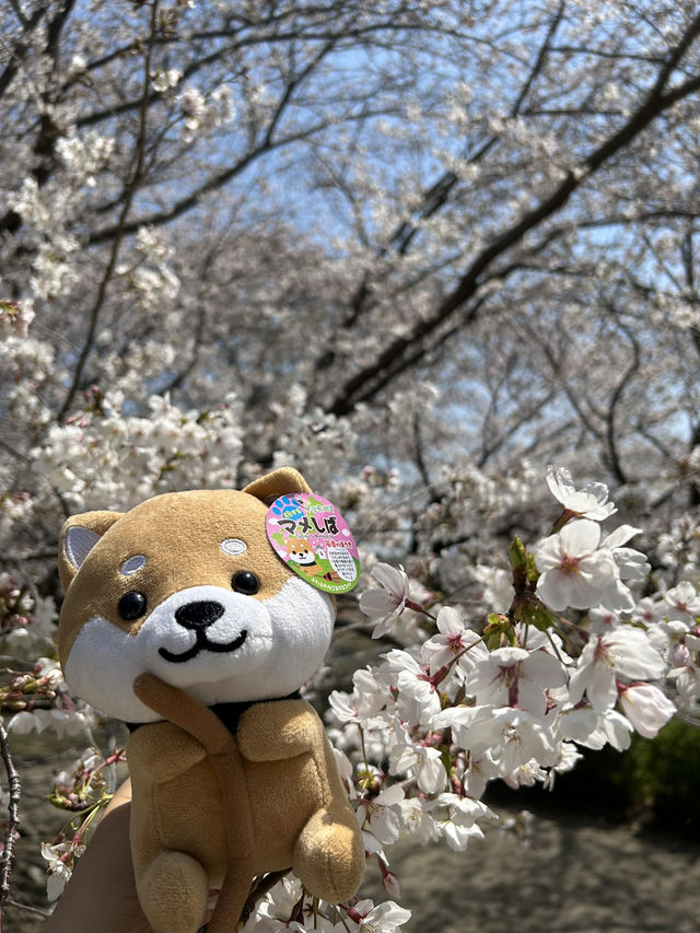 小豆島橄欖公園｜坐上魔法掃把吧🧹