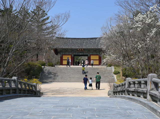 “Bulguksa Temple: Where Cherry Blossoms Embrace Timeless Tranquility”