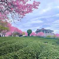 Zhangping Yongfu Cherry Blossom Garden – Fujian