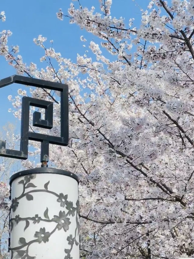 People’s Park : A Hidden Sakura Gem in the City Center