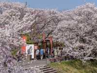 “Sakura by the Sacred Stream: Isuzu River’s Tranquil Bloom” 