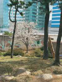 Bloom, Breeze & a Bit of Roar: Discover the Charm of Songdo Cable Car