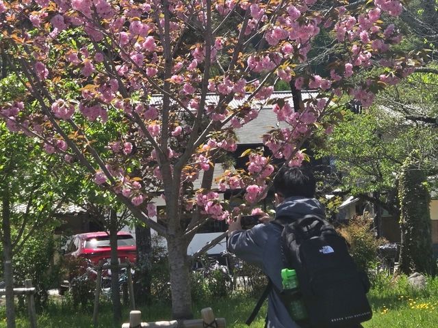 追趕櫻花尾的關西之旅