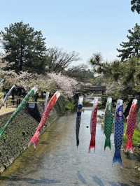 2025夙川公園：兵庫縣最美河濱櫻花道