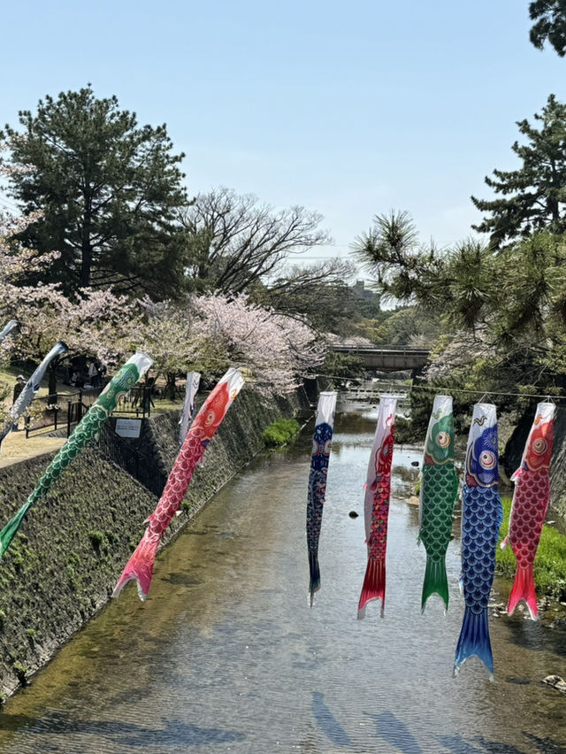 2025夙川公園：兵庫縣最美河濱櫻花道