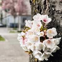 Spring Blooms in Zurich: A Floral Wonderland