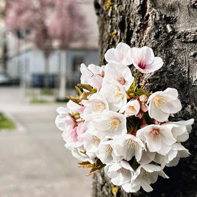 Spring Blooms in Zurich: A Floral Wonderland