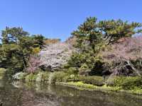 三渓園でお花見　昼ver @横浜