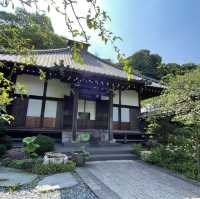 【鎌倉】風情ある茅葺きの山門 手前の紫陽花