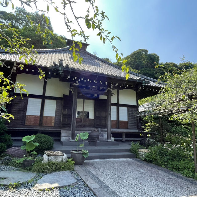 【鎌倉】風情ある茅葺きの山門 手前の紫陽花