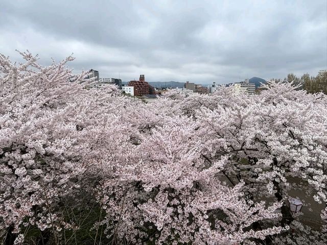 Morioka Castle Ruins Park Cherry Blossoms-Iwate's Pink Fortress