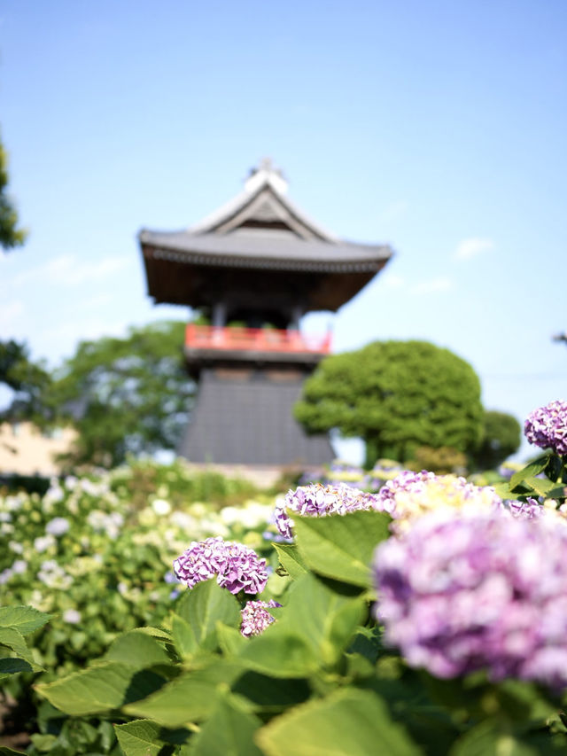 【埼玉】あじさい寺として親しまれていて鐘楼堂の梵鐘と紫陽花とのショットが有名