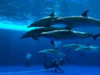 🇯🇵【香川県】海沿いにある水族館！四国水族館🦭(^^)