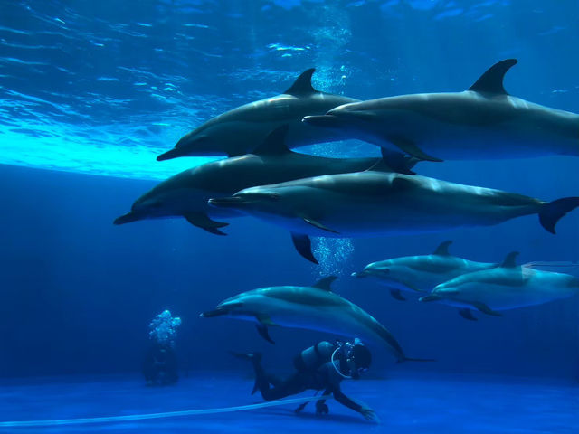🇯🇵【香川県】海沿いにある水族館！四国水族館🦭(^^)