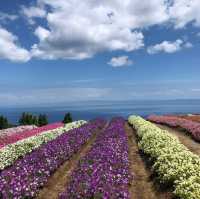 🇯🇵【兵庫県】兵庫県立公園 あわじ花さじきへ行こう！