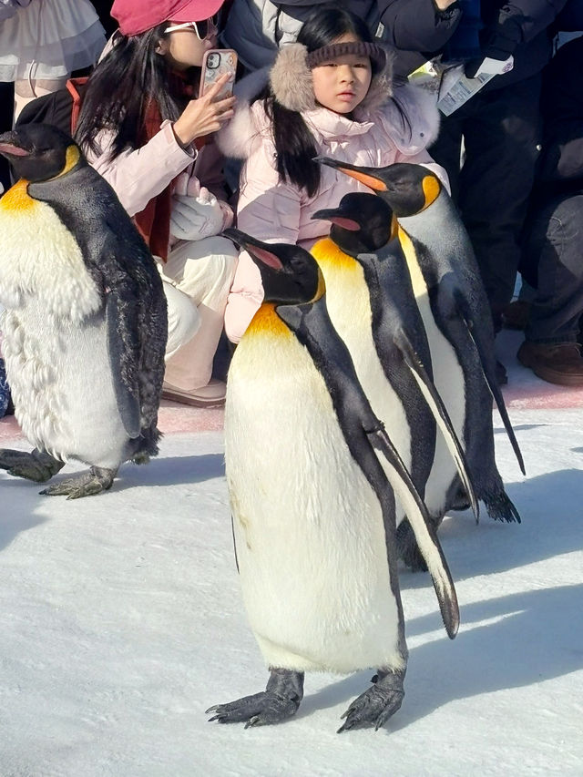 【北海道】旭山動物園：冬日限定超萌企鵝巡遊