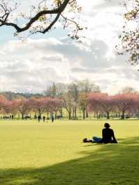 🌸 Edinburgh The Meadows: One of the Most Popular Cherry Blossom Spots 