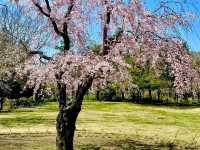 東京賞櫻-百花齊放的國營昭和紀念公園
