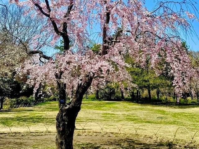 東京賞櫻-百花齊放的國營昭和紀念公園