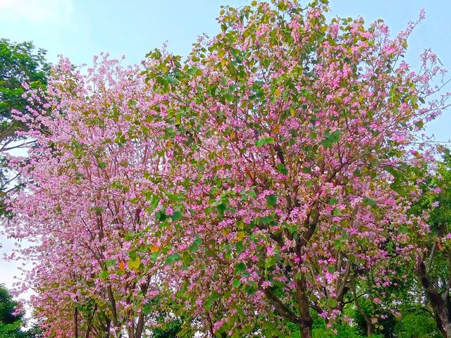 Guiwan (桂湾公园) สวนสาธารณะกุ้ยวาน
