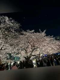 櫻花下修復後的福岡城跡