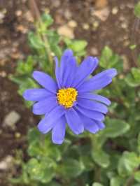 足利フラワーパーク🌼四季折々の絶景が楽しめる癒しスポット🪻💐