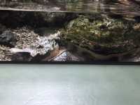 世界淡水魚水族館アクア•トト　ぎふ　これを見て！