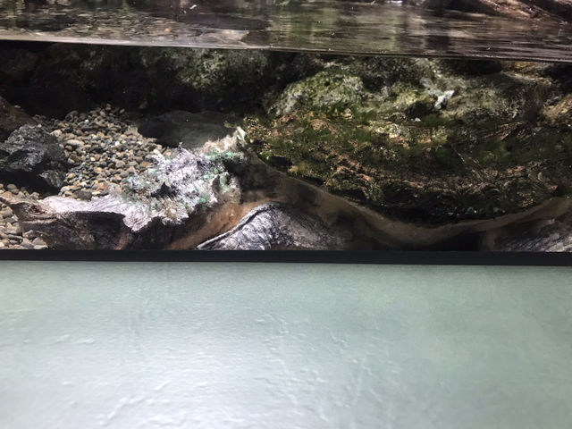 世界淡水魚水族館アクア•トト　ぎふ　これを見て！