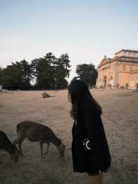 🦌奈良鹿公園探險🇯🇵