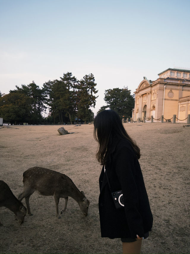 🦌奈良鹿公園探險🇯🇵
