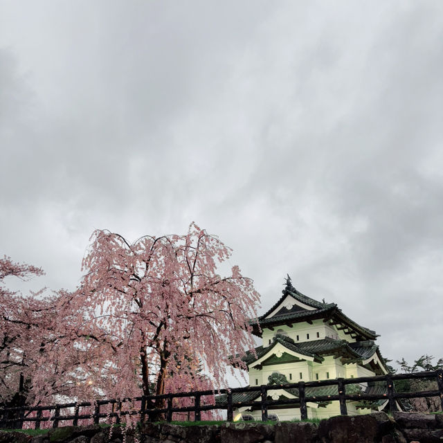 Sakura Dreams at Hirosaki Castle🌸 
