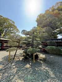 櫻花季in上野公園