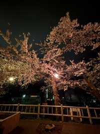 【函館駅周辺/北海道】 旅行記_2025/05