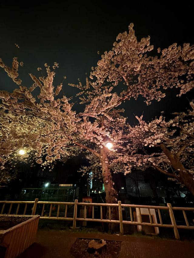 【函館駅周辺/北海道】 旅行記_2025/05
