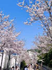 Seoul Cherry Blossom Season: Early April Was So Worth It! 🌸🇰🇷✨