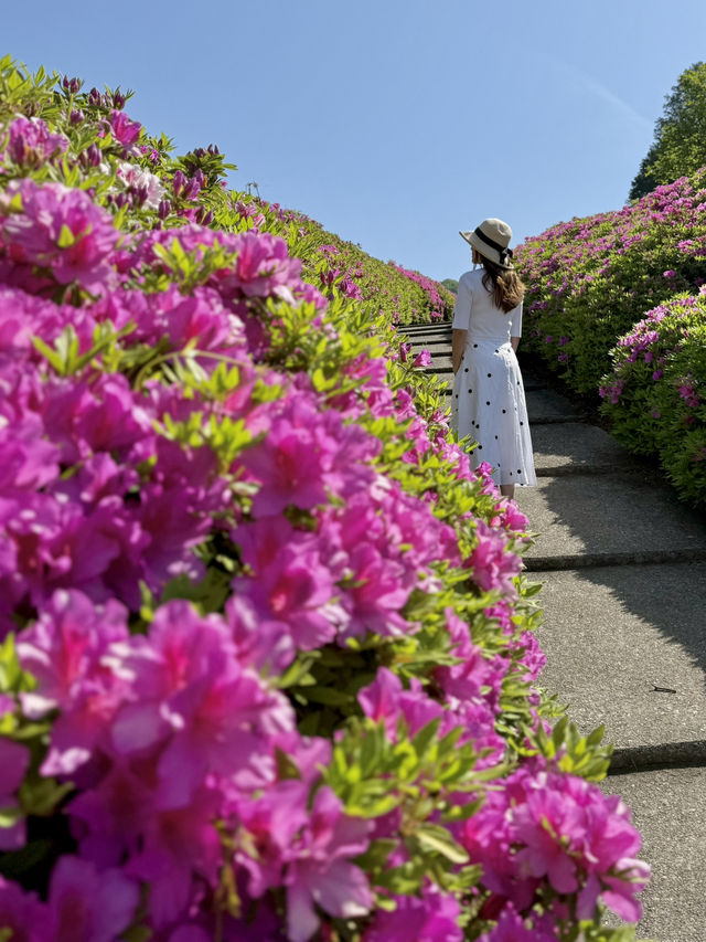 京都 ❤︎ ピンク🩷紫💜白🤍のカラフルな花園 