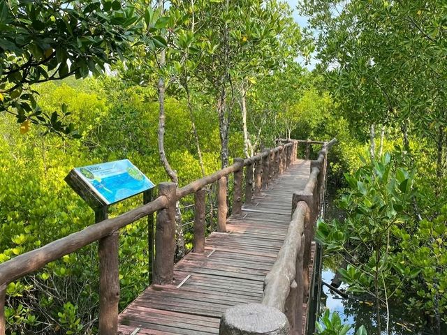 เที่ยวป่าชายเลน อุทยานแห่งชาติหมู่เกาะชุมพร 