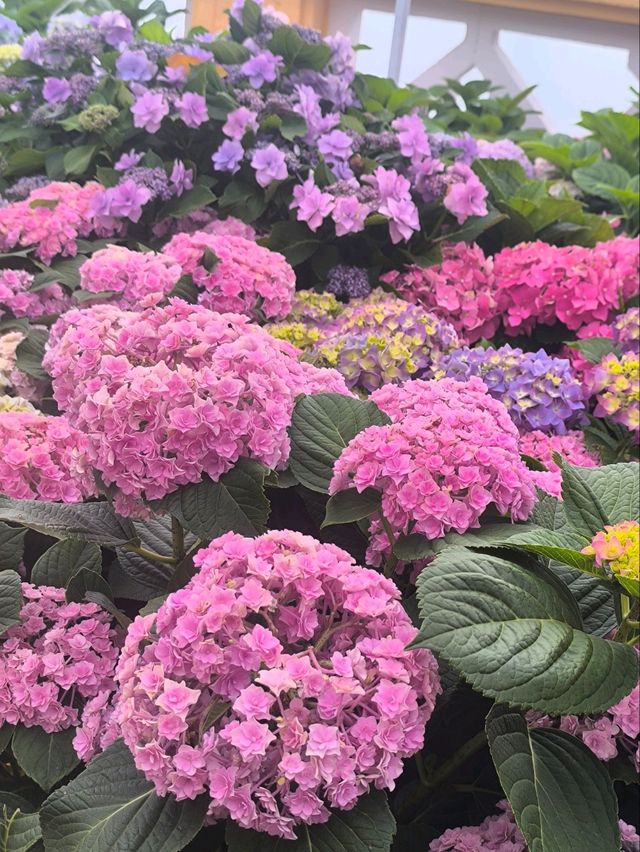 屯門黃金海岸繡球花節