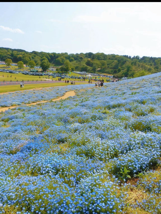 【千葉県】都内から車で約1時間！ネモフィラまだの人は週末ここ行って🥳🩵🦋【ドイツ村】