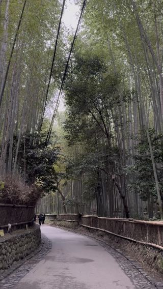 Arashiyama Bamboo Forest at 7:30 AM: A Peaceful Escape