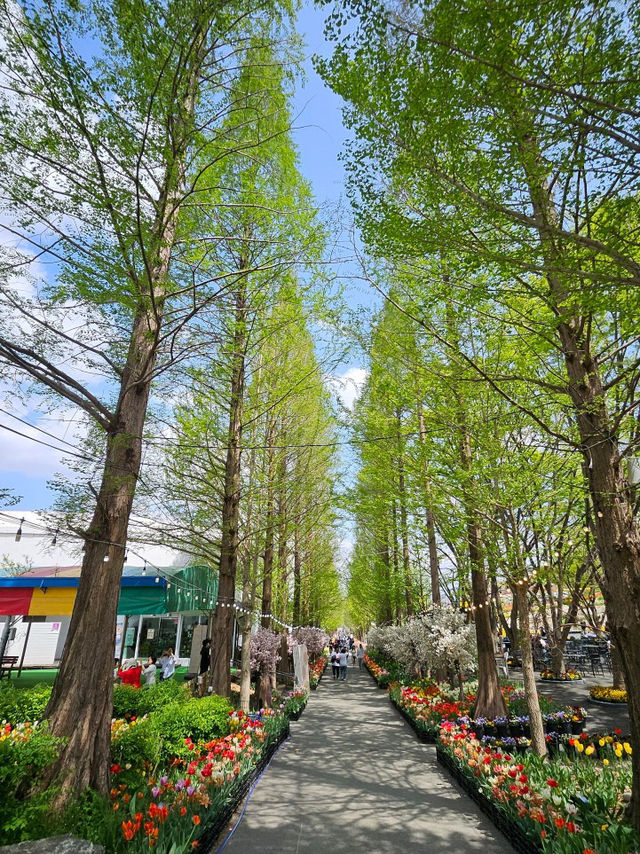 🌷가족과 함께 아산 꽃놀이 피나클랜드 