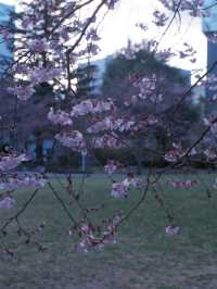 東京到仙台賞櫻：在市區就可以欣賞夜櫻
