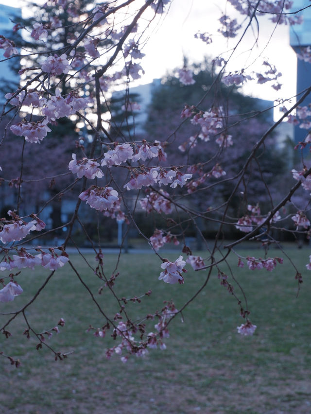 東京到仙台賞櫻：在市區就可以欣賞夜櫻