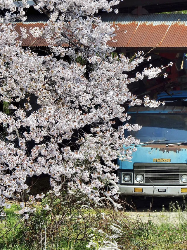 Summer Cherry Blossoms in the Countryside 🌸🌿