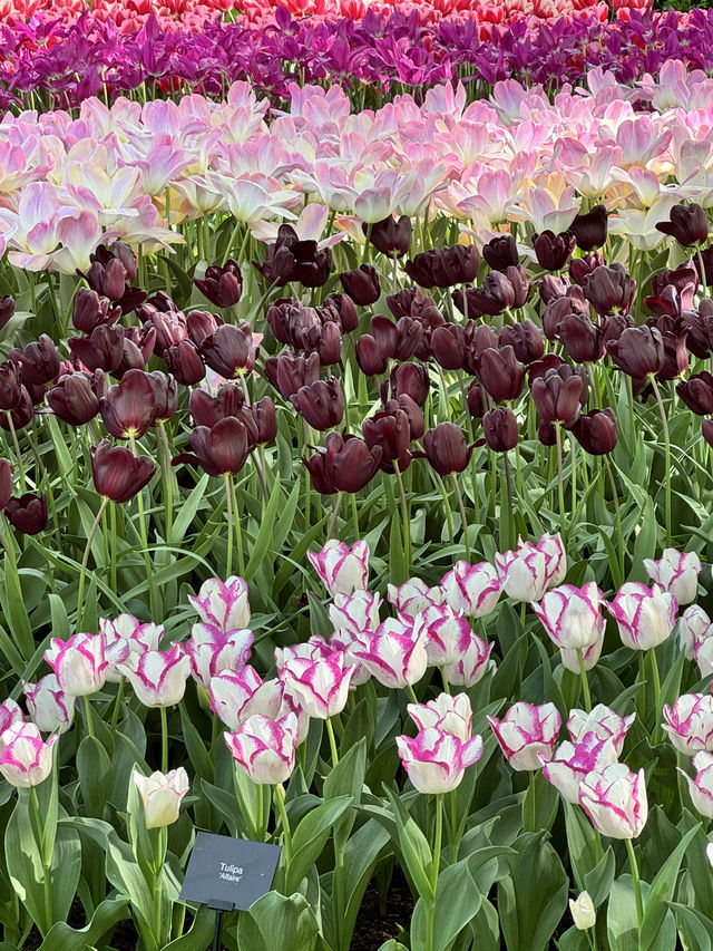庫肯霍夫花園一日遊